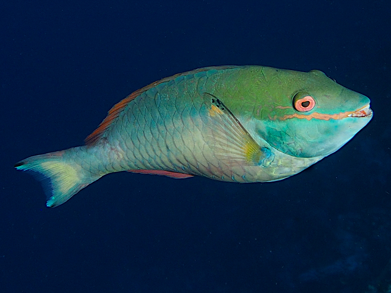 Redband Parrotfish
